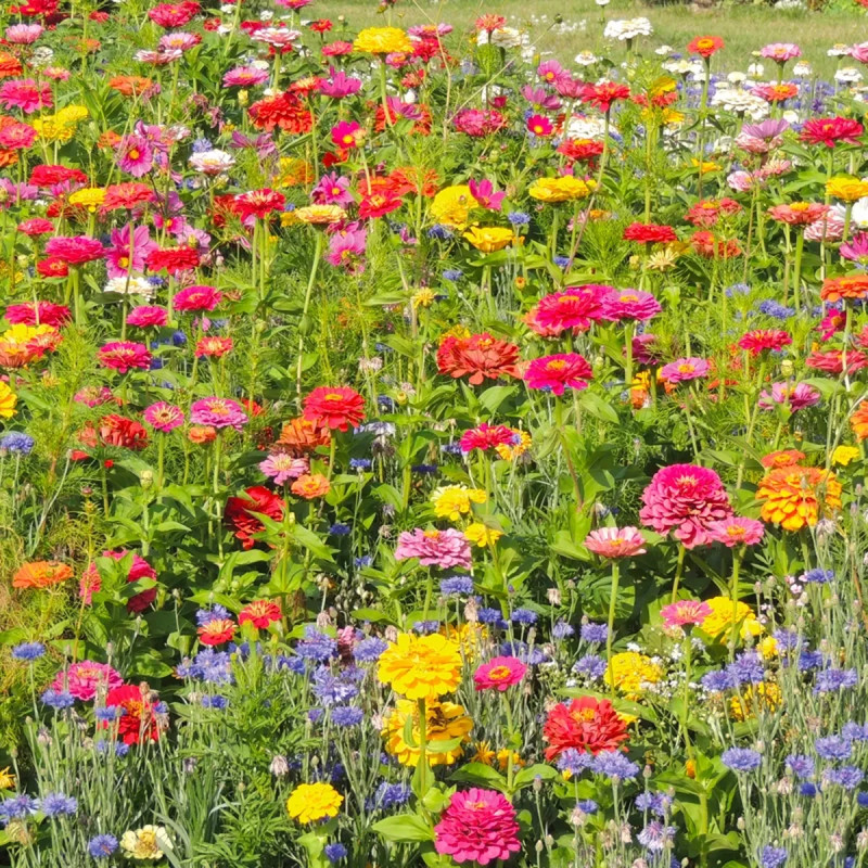 Mélange Fleur Annuel - Mix multicolore | Achat direct au producteur