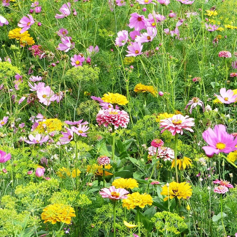 Mélange 'Douceur angevine' - Mix annuelles | Achat direct au producteur
