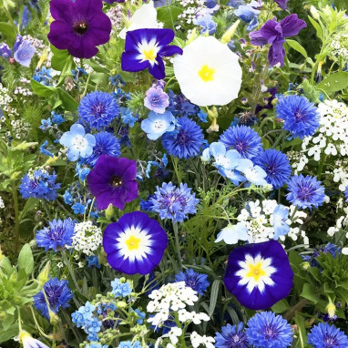 Assortiment fleur Mix 'Outre-mer' - Mélange | Achat producteur