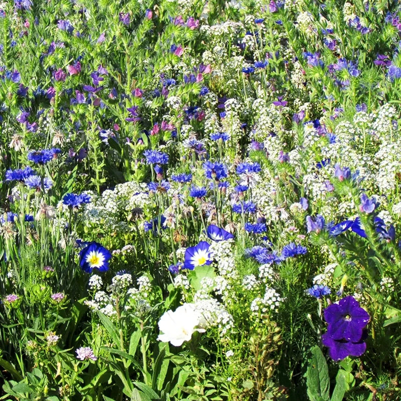 Assortiment fleur Mix 'Outre-mer' - Mélange | Achat producteur