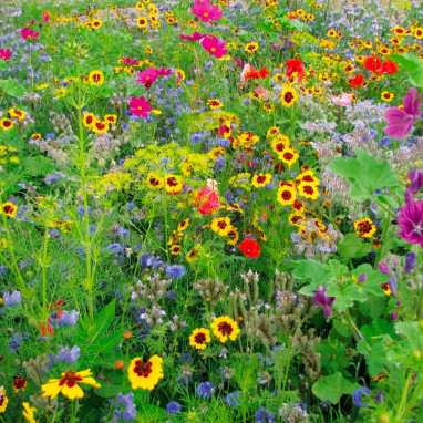Mix 'Mellifère' - Mélange fleuri | Achat direct au producteur