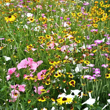 Assortiment fleur milieu humide - Mix annuelles | Achat producteur