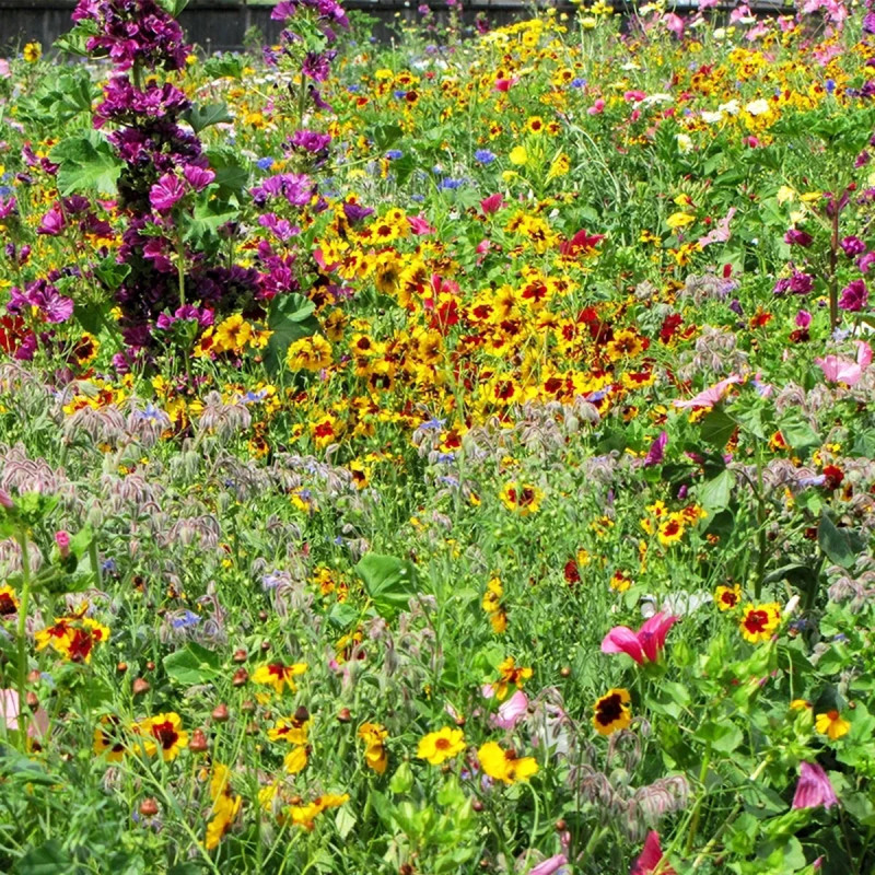 Assortiment fleur milieu humide - Mix annuelles | Achat producteur
