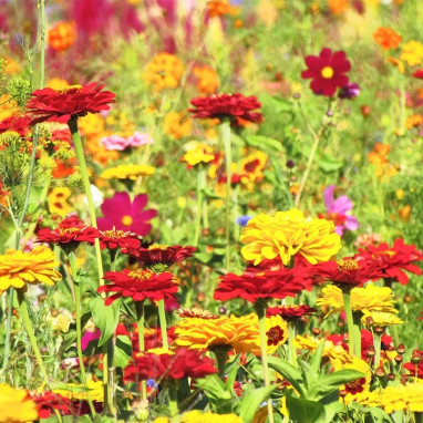 Assortiment Fleur Mix 'Rouge et Or' | Achat direct au producteur