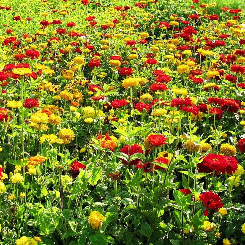 Assortiment Fleur Mix 'Rouge et Or' | Achat direct au producteur