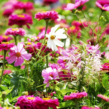 Mix 'Tapis éternel féminin' - Fleurs annuelles | Achat direct au producteur