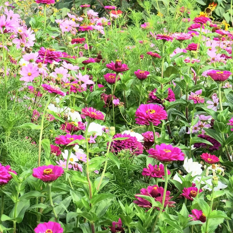 Mix 'Tapis éternel féminin' - Fleurs annuelles | Achat direct au producteur