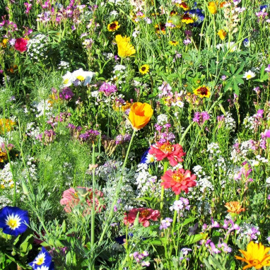 Mix 'Tapis multicolore' - Fleurs annuelles | Achat direct au producteur