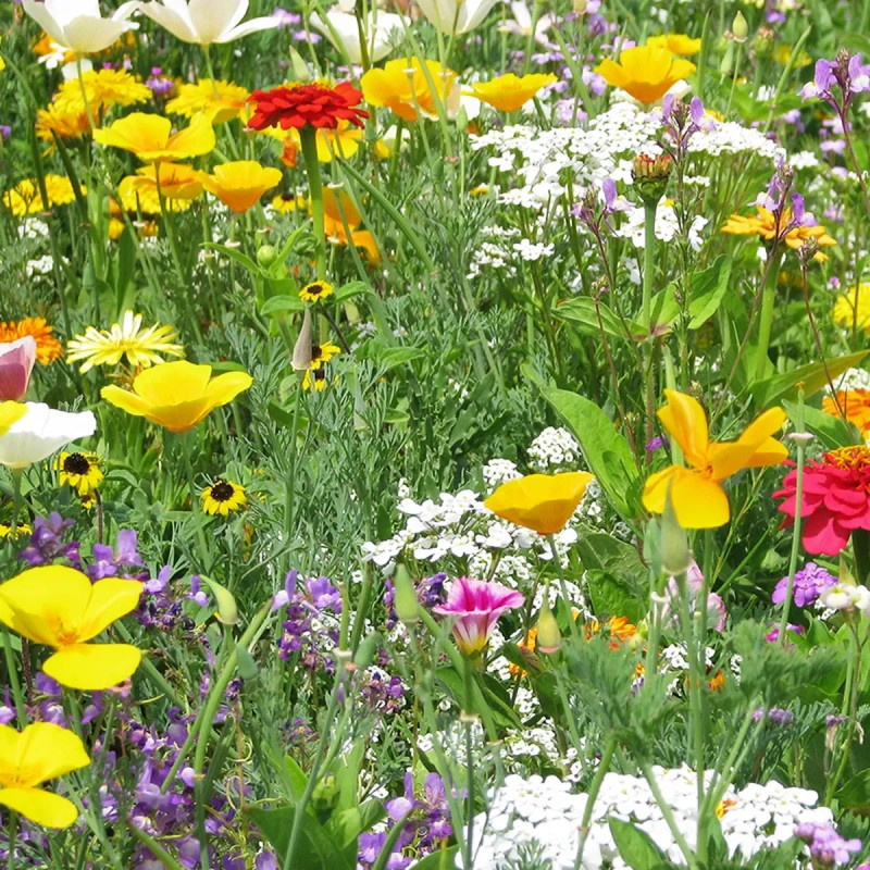 Mix 'Tapis multicolore' - Fleurs annuelles | Achat direct au producteur