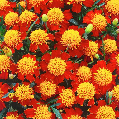 Œillet d'Inde nain double 'fl. scabieuse orange flame' | Achat producteur