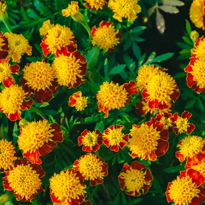 Œillet d'Inde nain double 'fl. scabieuse orange flame' | Achat producteur