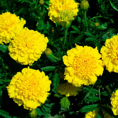 Oeillet d'Inde nain double 'Lemon Drop' - Tagetes | Achat producteur