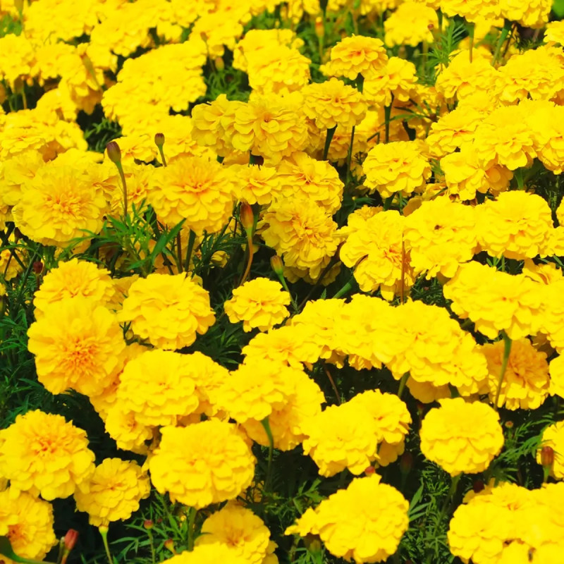 Oeillet d'Inde nain double 'Lemon Drop' - Tagetes | Achat producteur