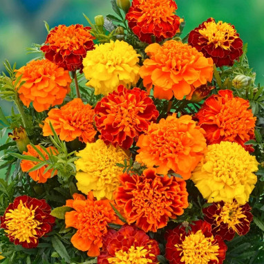 Œillet d'Inde Nain Double Mélange - Tagetes | Achat producteur