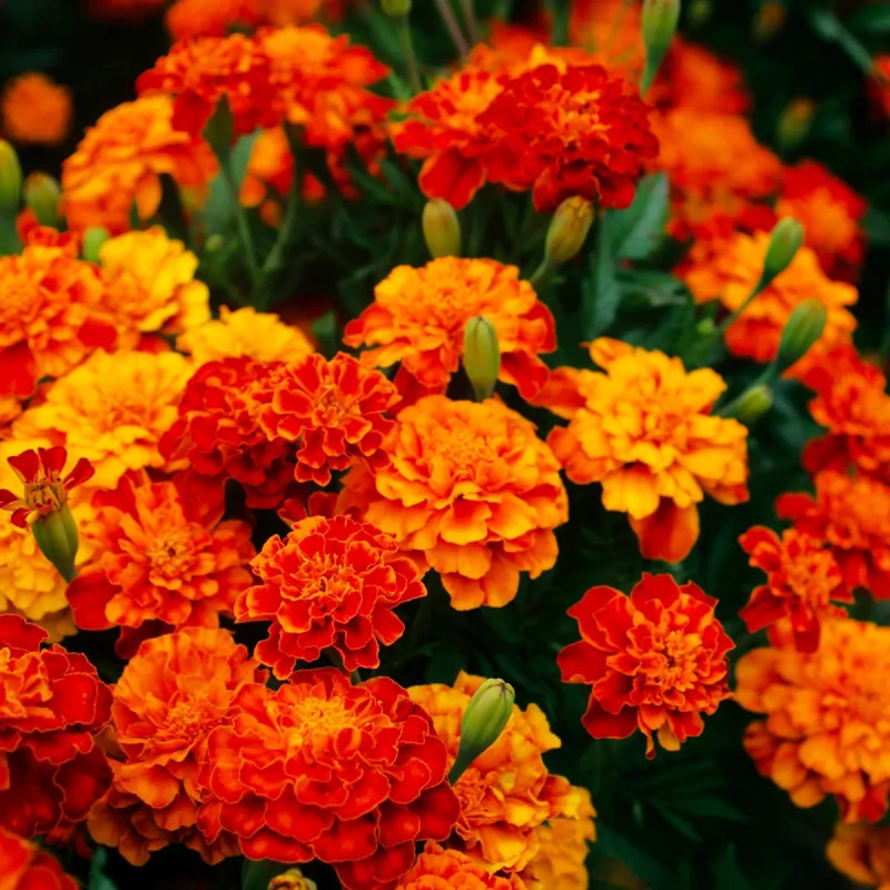 Œillet d'Inde Nain Double Mélange - Tagetes | Achat producteur