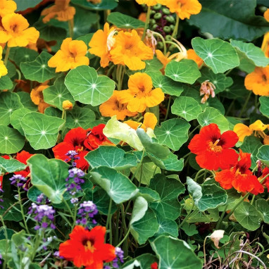 Capucine Mélange BIO - Tropaeolum | Achat direct au producteur