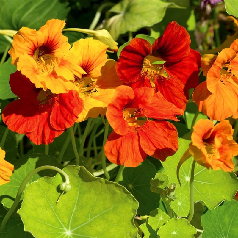 Capucine Mélange BIO - Tropaeolum | Achat direct au producteur