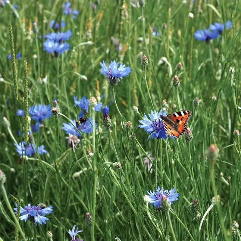 Centaurée double mélange BIO - Centaurea cyanus | Achat producteur