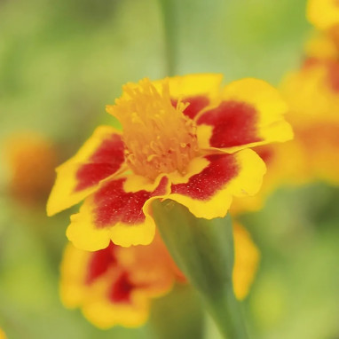 Tagète tenuifolia Bio - Tagetes | Achat direct au producteur