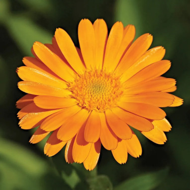 Souci officinal BIO - Calendula | Achat direct au producteur