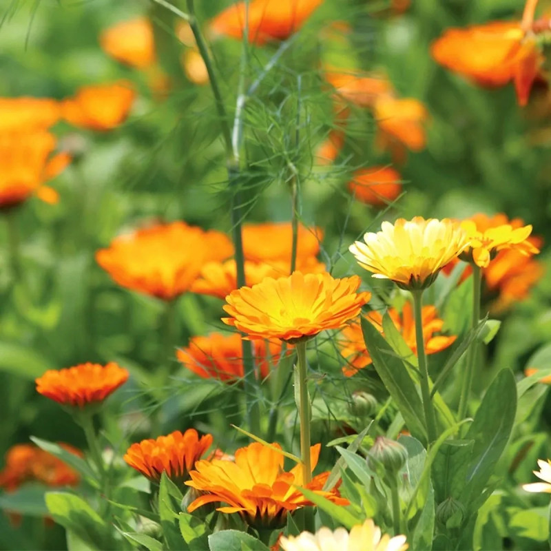 Souci officinal BIO - Calendula | Achat direct au producteur