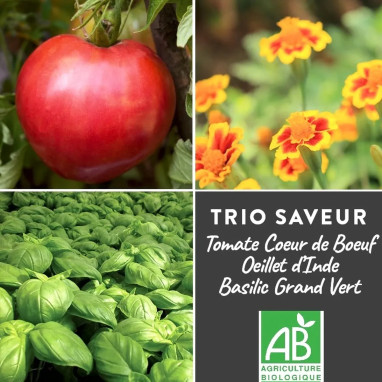 Trio Tomate, Œillet d'Inde & Basilic BIO | Achat direct au producteur