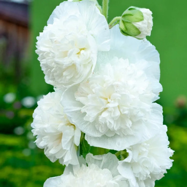 Rose Trémière Double Blanche - Alcea | Achat direct au producteur