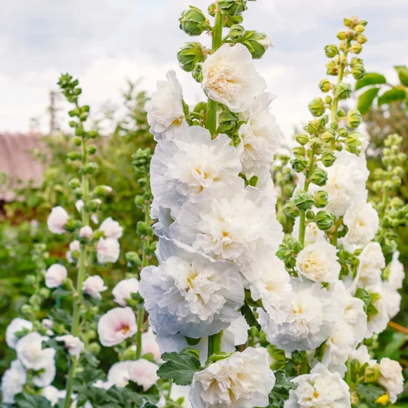 Rose Trémière Double Blanche - Alcea | Achat direct au producteur
