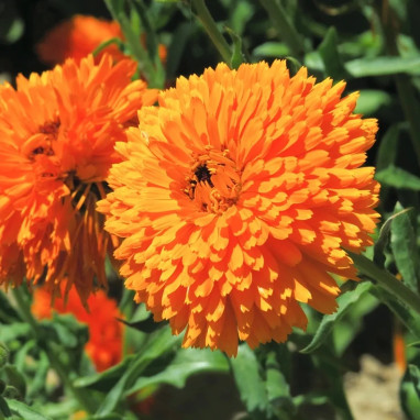 Souci double 'Corniche d'or' BIO - Calendula | Achat producteur