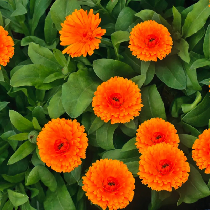 Souci double 'Corniche d'or' BIO - Calendula | Achat producteur