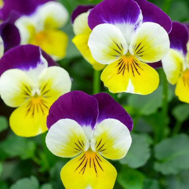 Viola tricolor BIO - Pensée sauvage | Achat direct au producteur
