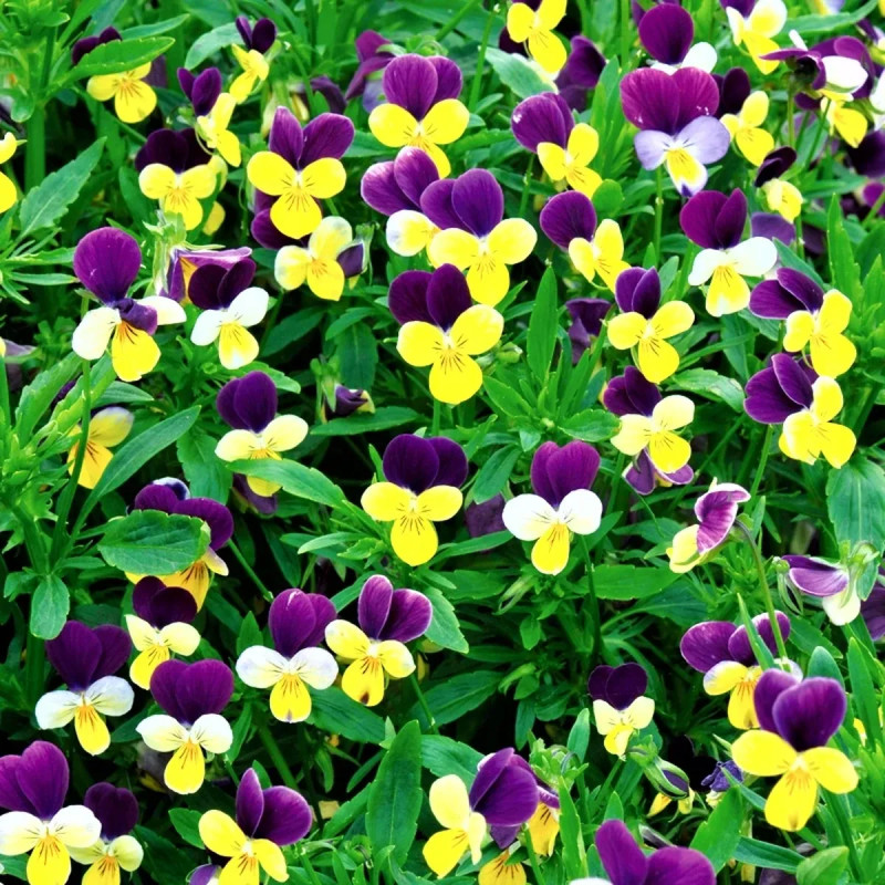 Viola tricolor BIO - Pensée sauvage | Achat direct au producteur
