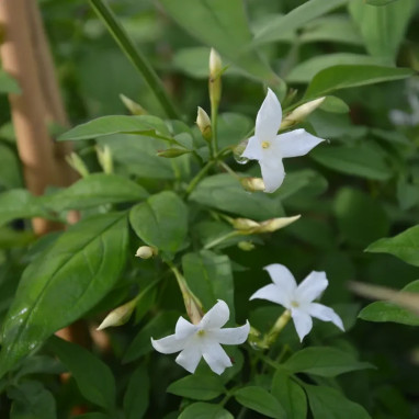 Jasmin Blanc - Jasminum officinale | Achat direct au producteur