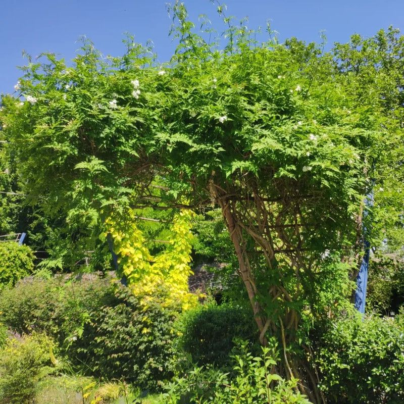 Jasmin Blanc - Jasminum officinale | Achat direct au producteur