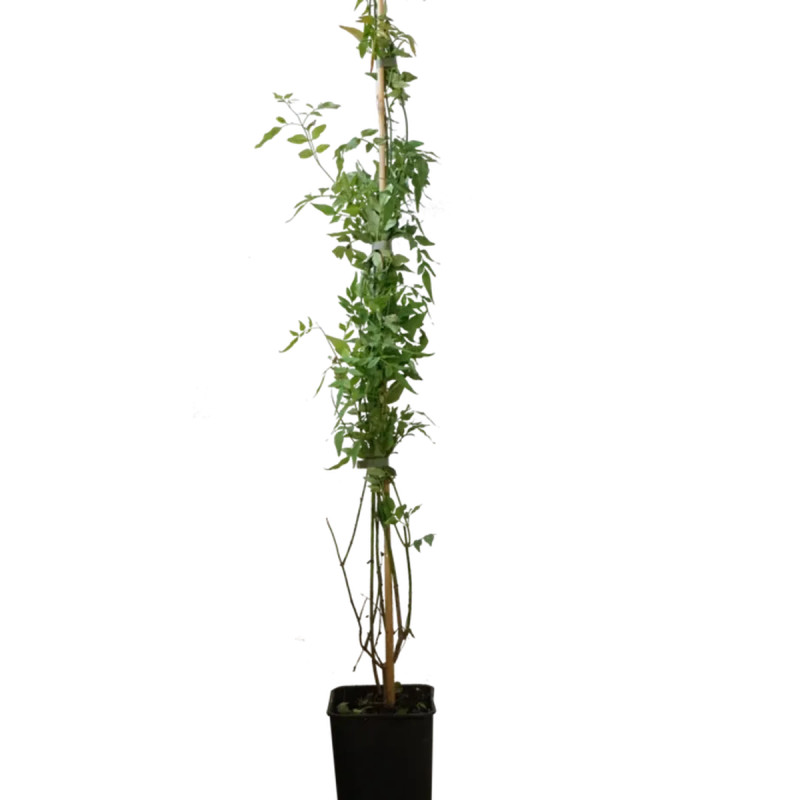 Jasmin Blanc - Jasminum officinale | Achat direct au producteur