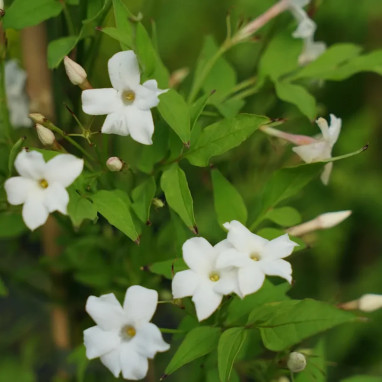 Jasmin officinal 'Affine' - Jasminum | Achat direct au producteur