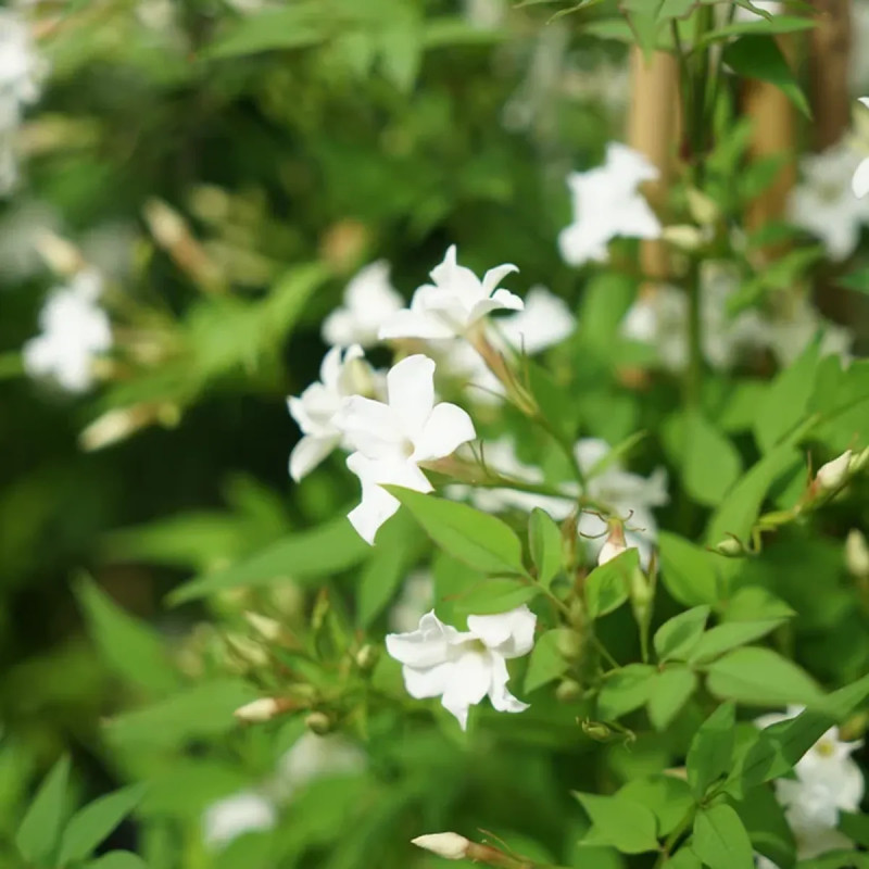 Jasmin officinal 'Affine' - Jasminum | Achat direct au producteur
