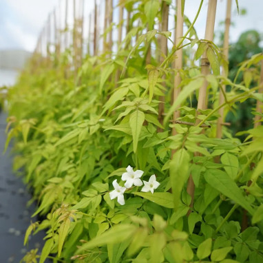 Jasmin officinal 'Aureovariegatum' - Jasminum | Achat producteur