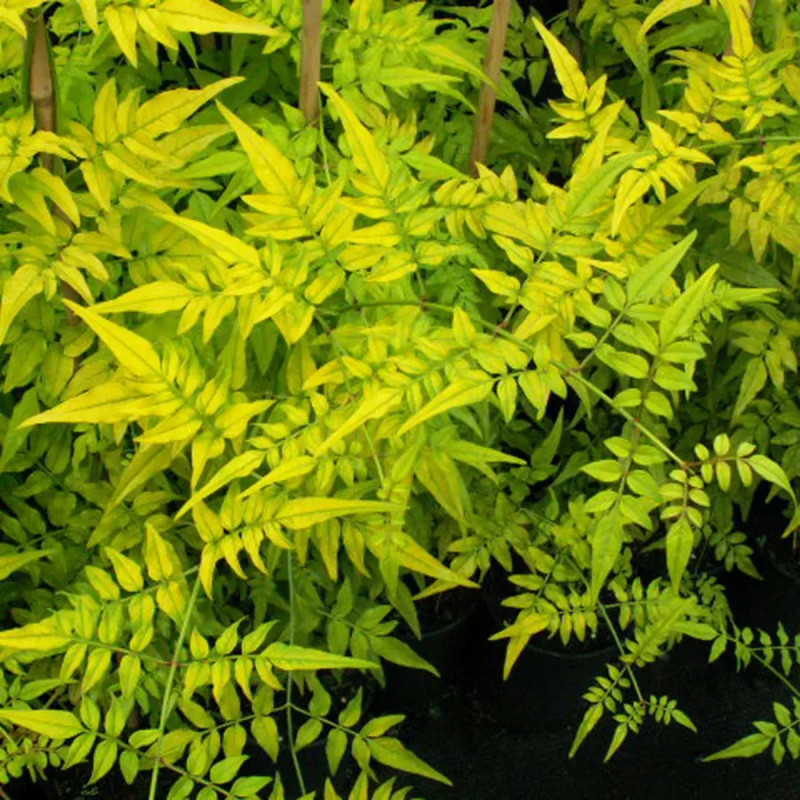 Jasmin officinal 'Aureovariegatum' - Jasminum | Achat producteur