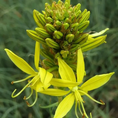 Asphodeline lutea - Asphodeline | Achat direct au producteur