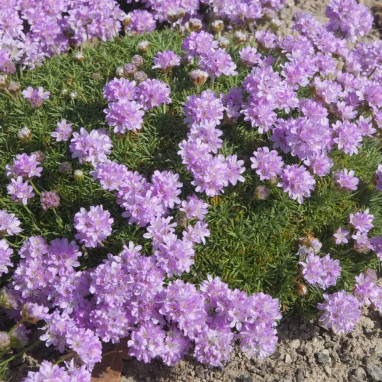 Armeria caespitosa 'Rosea' - Armeria | Achat direct au producteur