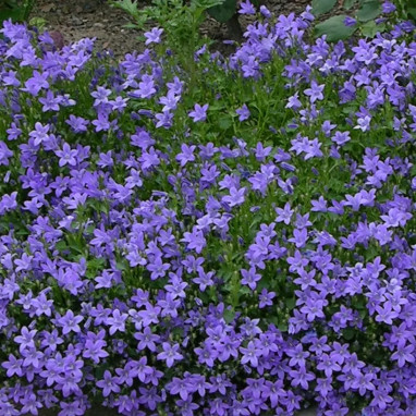 Campanula muralis 'Grandiflora Coerulea' | Achat producteur