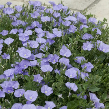 Convolvulus mauritanicus 'American Dream' | Achat direct au producteur
