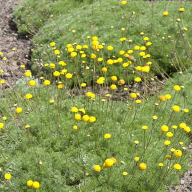 Cotula hispida 'Red Ping-Pong' - Cotula | Achat direct au producteur