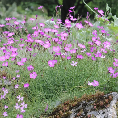 Dianthus 'Flashing Light' - Dianthus | Achat direct au producteur