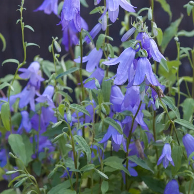 Campanula pyramidalis 'Elizabeth' bleue - Campanula | Achat producteur