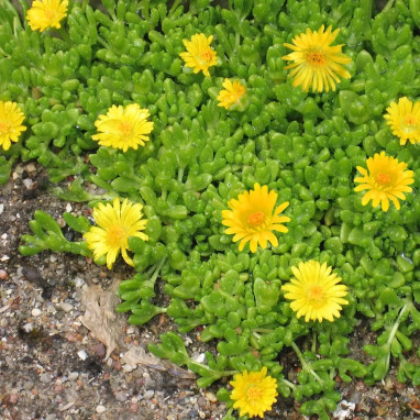 Delosperma nubigenum 'Astolat' - Delosperma | Achat producteur