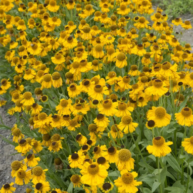 Helenium hoopesii 'Ben Fhada' - Helenium | Achat producteur