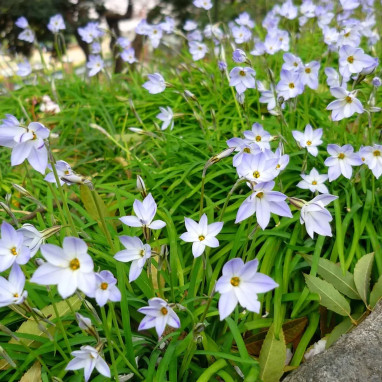 Ipheion uniflorum 'Stepping Out' - Ipheion | Achat producteur
