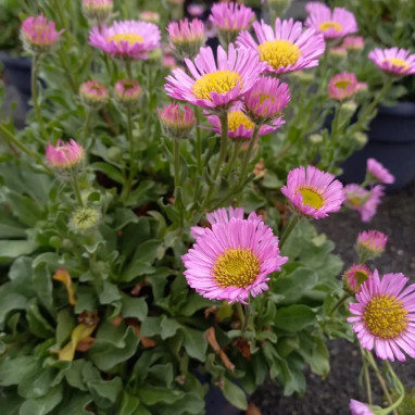 Erigeron leiomerus - Erigeron | Achat direct au producteur
